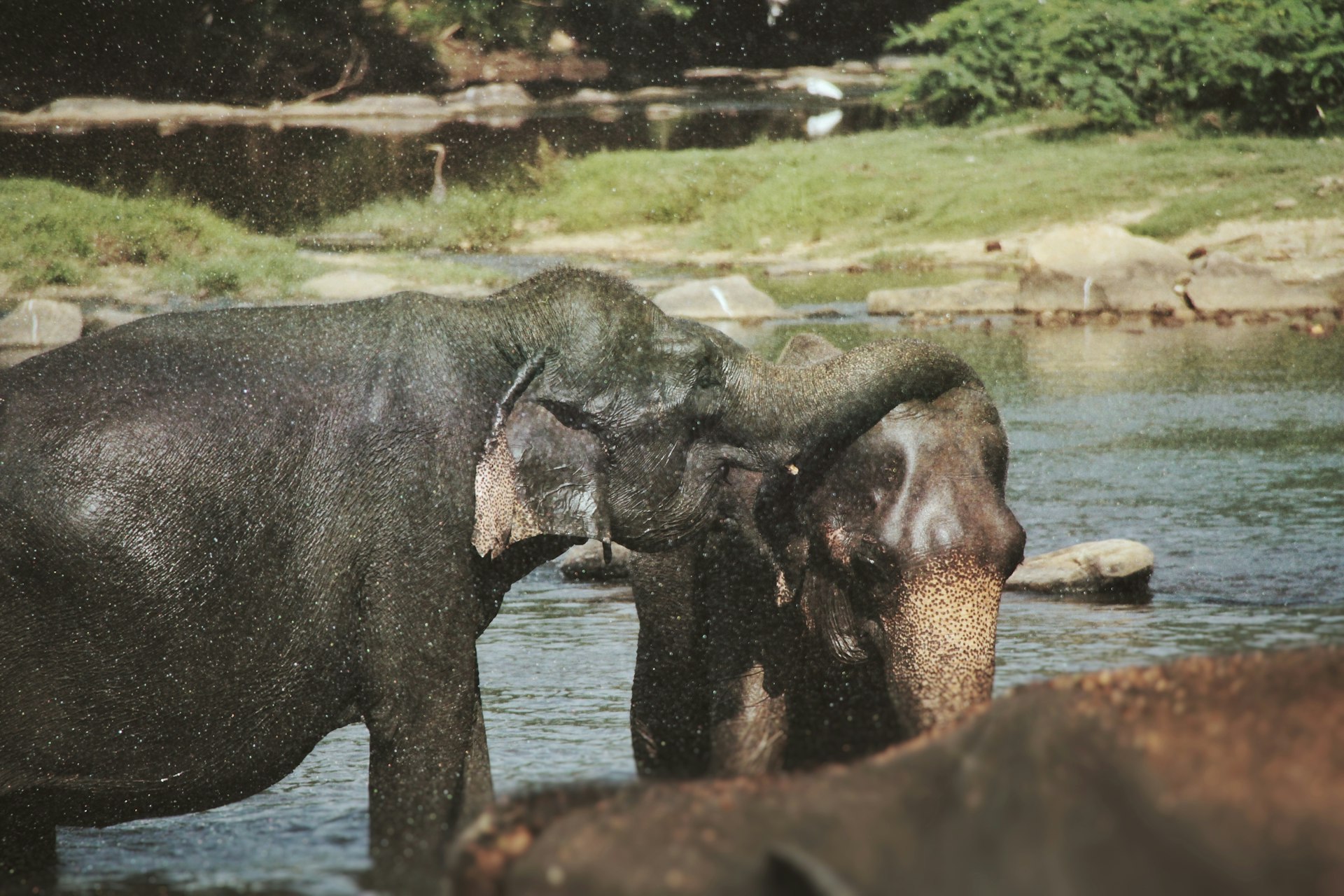 Sri Lanka Elephant